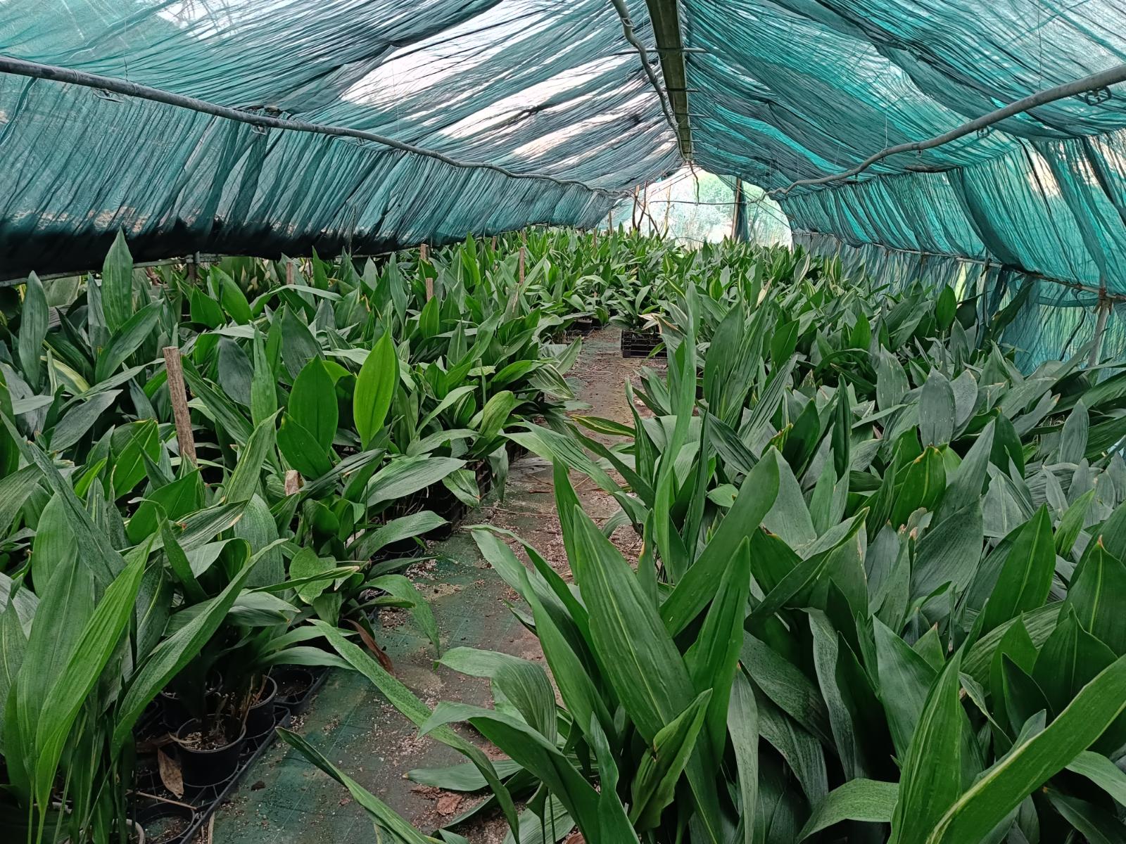 Aspidistra - our growing area